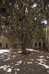 Giant-magnolia-tree-Azem-palace-Hama-Syria