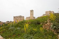 Syria-inside-Saladin's-castle-poppies-3