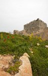Syria-inside-Saladin's-castle-poppies