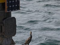 Istanbul-cormorants-on-a-bouy-in-the-Bosphorous-2