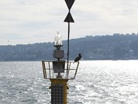 Istanbul-cormorants-on-a-bouy-in-the-Bosphorous