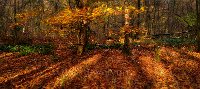 Autumn colours 1
