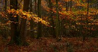 Autumn colours 2
