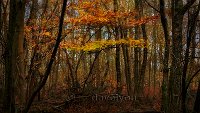 Autumn colours 3