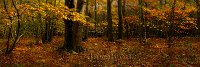 Autumn colours 4