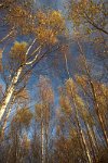Autumn-silver-birch-3