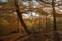Autumn-woods-5