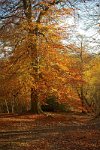 Autumn-woods