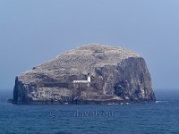 Bass rock