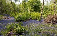 Bluebell wood Godstone Surrey