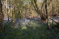 Bluebell wood Godstone Surrey