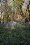 Bluebell wood Godstone Surrey