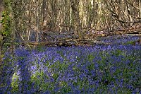 Bluebell wood Godstone Surrey