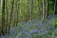 Bluebells-2-Surrey