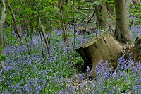 Bluebells-Surrey
