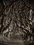 Dark Hedges
