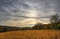 Dawn over the corn