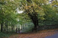 Dorset-wood