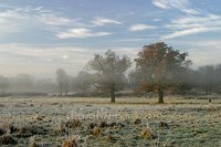 Frost-and-mist-2-Surrey