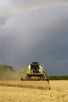 Harvest-before-the-storm-2