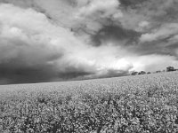 Rape-seed-field