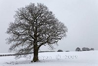Redhill-snow-scene-lone-tree