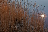 Romney-Marsh-reeds