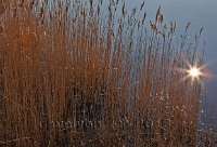 Romney-Marsh-reeds