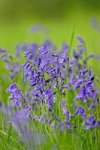 Surrey-Bluebells