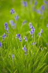 Surrey-bluebell-meadow-1