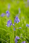 Surrey-bluebell-meadow-5