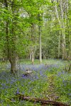 Surrey-bluebell-wood-2