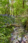 Surrey-bluebell-wood-and-stream