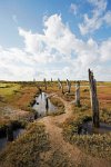 Thornham-ancient-trees