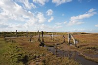 Thornham-marshes-and-ancient-trees-2