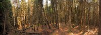 Wales, welsh wood