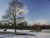 Winters-morning-Surrey