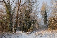 Woods-in-the-snow