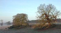 frosty-dawn