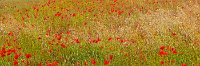 Wild poppies in a field panorama