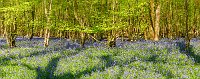 The bluebell woods