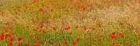 Wild poppies in a field