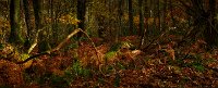 Autumn colours 5