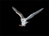 Barn Owl about to pounce