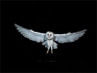 Barn Owl approaching