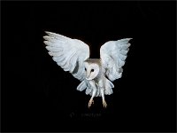 Barn Owl focused