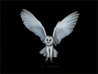 Barn Owl landing