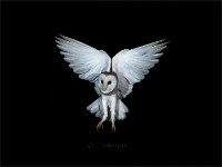 Barn Owl symmetry