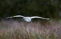 Barn owl hunting