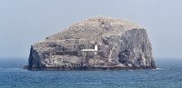 Bass rock gannet colony